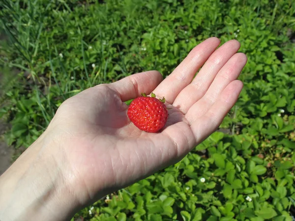 Strawberry on woman's palm — Stock Photo, Image