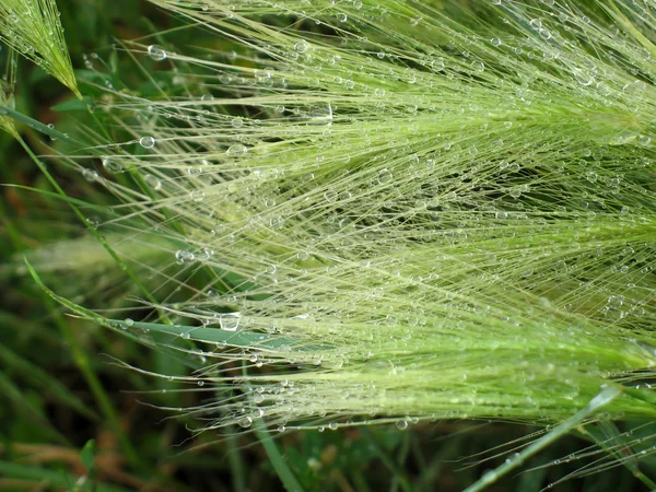 stock image Feather-grass in raindrops - natural background