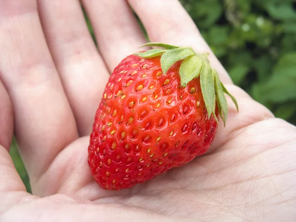 Strawberry on woman's palm — Stock Photo, Image