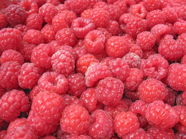 Close up of raspberry — Stock Photo, Image