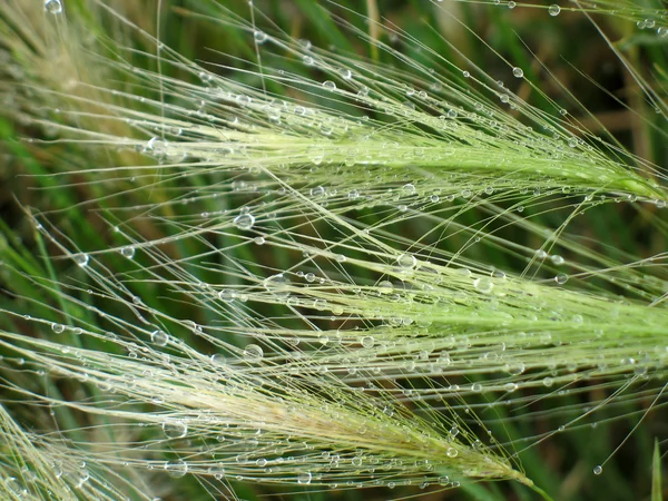 stock image Feather-grass in raindrops