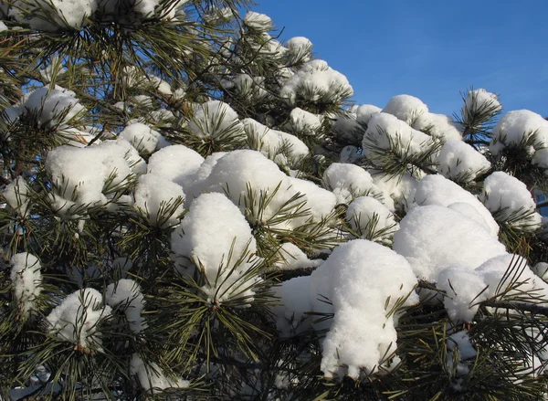 Bonés de neve em galhos de pinho - fundo de inverno — Fotografia de Stock