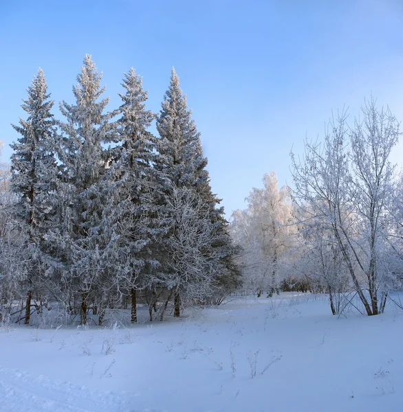 Winterpark. Frostige Bäume vor blauem Himmel — Stockfoto