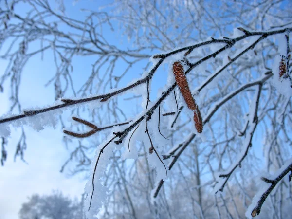 Ramoscelli di betulla ghiacciati con catkins — Foto Stock