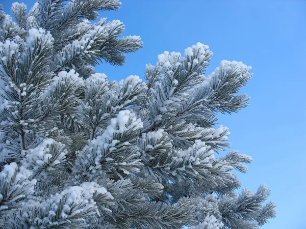 Frostiga pine kvistar - vintern bakgrund — Stockfoto
