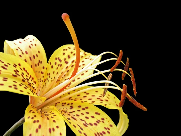 Yellow tiger lily isolated on black — Stock Photo, Image