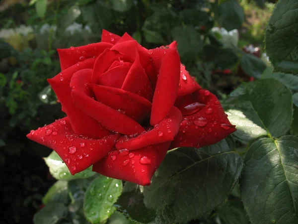 Red rose in raindrops — Stock Photo, Image