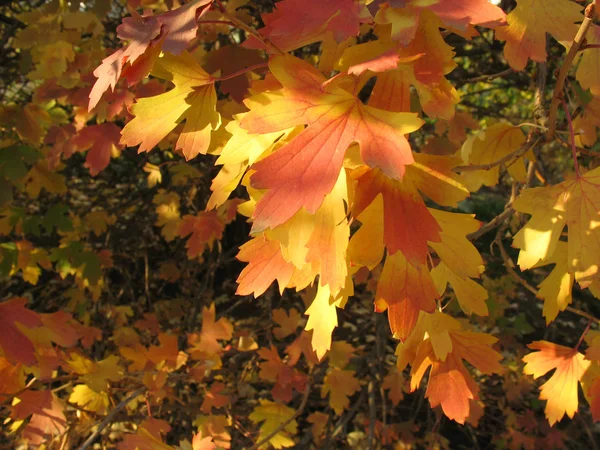 Fondo otoñal - hojas amarillas y rojas —  Fotos de Stock