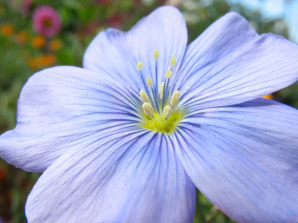 Närbild av blå lin blomma — Stockfoto
