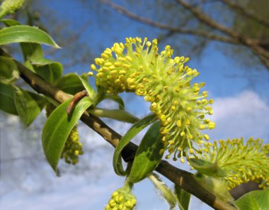 Yellow catkin of willow against blue sky background clipart