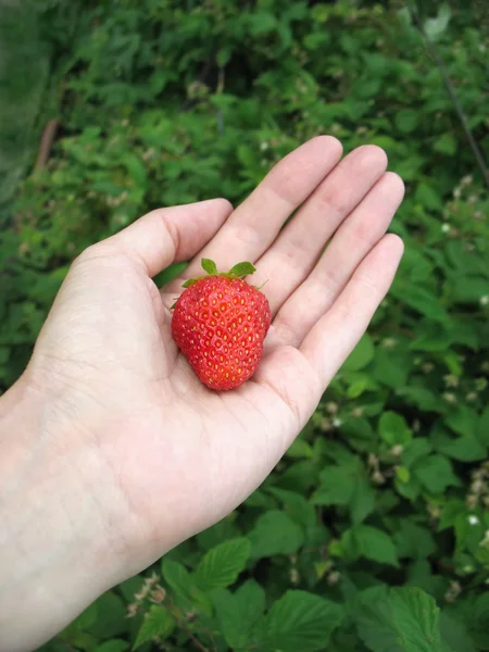 Erdbeere auf der Handfläche einer Frau — Stockfoto