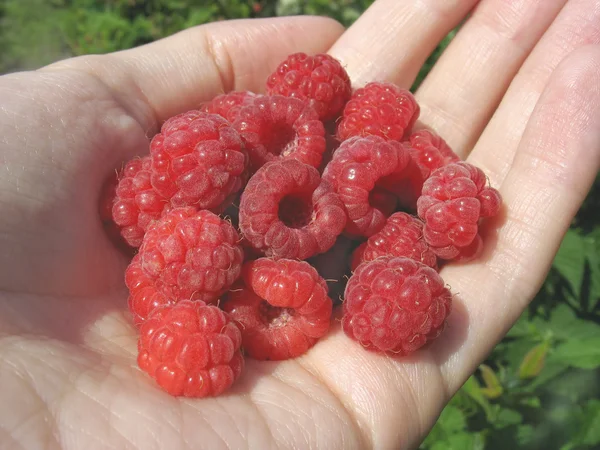 Handful of raspberry on woman's palm — Stock Photo, Image