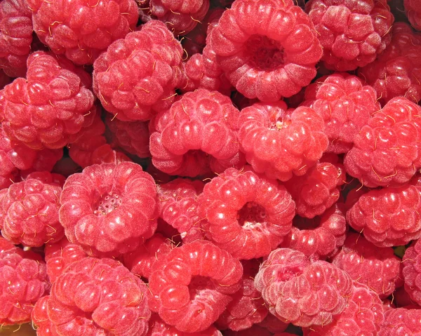 Raspberry close up - fondo de bayas —  Fotos de Stock