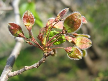 Spring. Close-up of elm catkins clipart