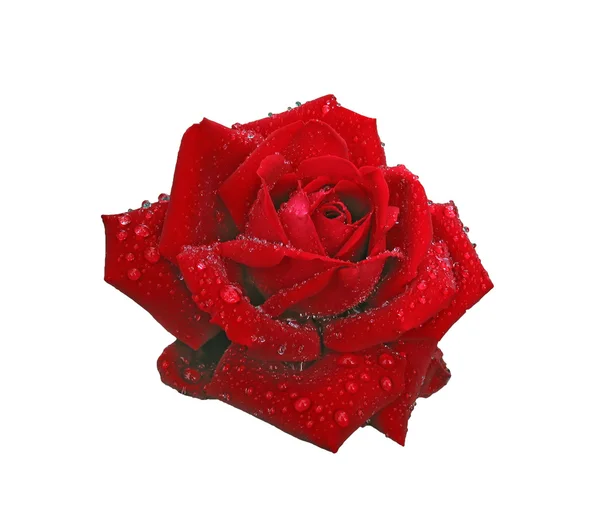 Rosa vermelha em gotas de chuva isoladas em branco — Fotografia de Stock