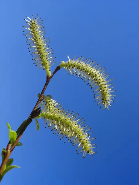 Yellow catkins of willow against blue sky background — Stock Photo, Image