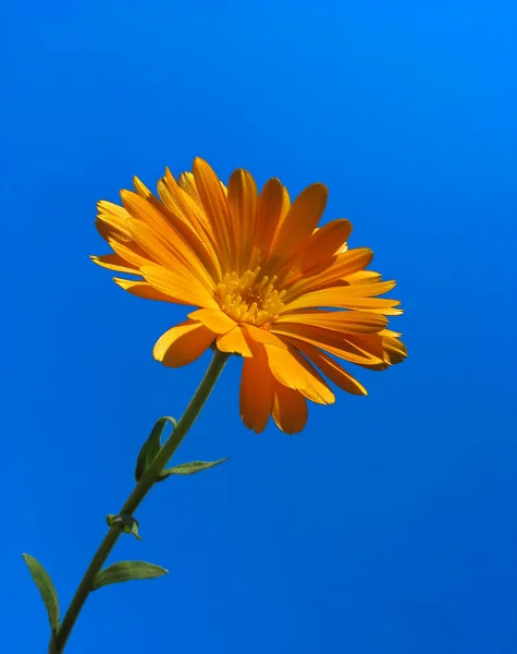 Calendula against blue sky background — Stock Photo, Image