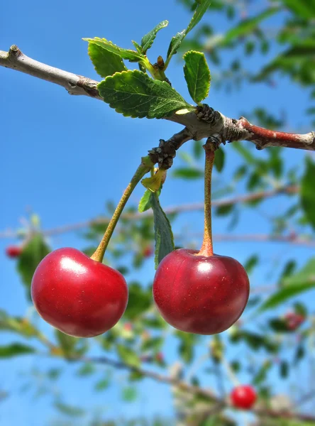 Two cherries on the twig — Stock Photo, Image