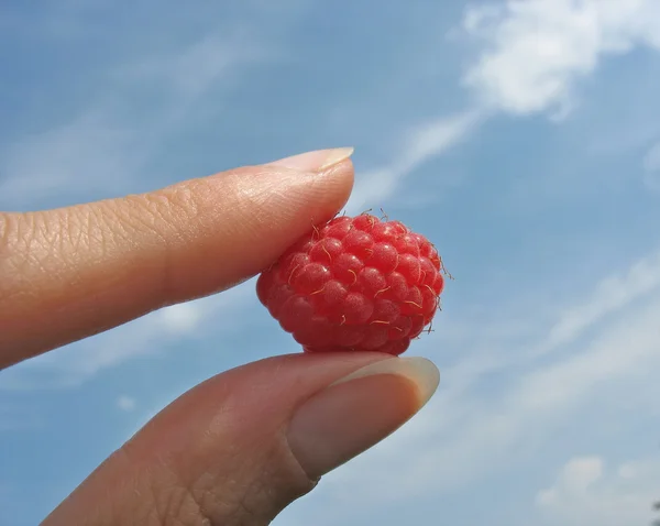 Fingers hold raspberry against blue sky — Stock Photo, Image