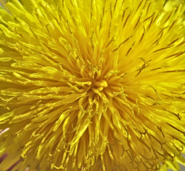 Inside a dandelion - macro. Floral background — Stock Photo, Image