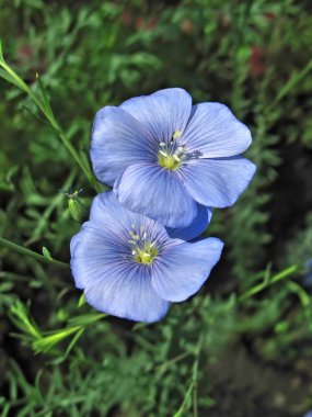 Two blue flax flowers clipart