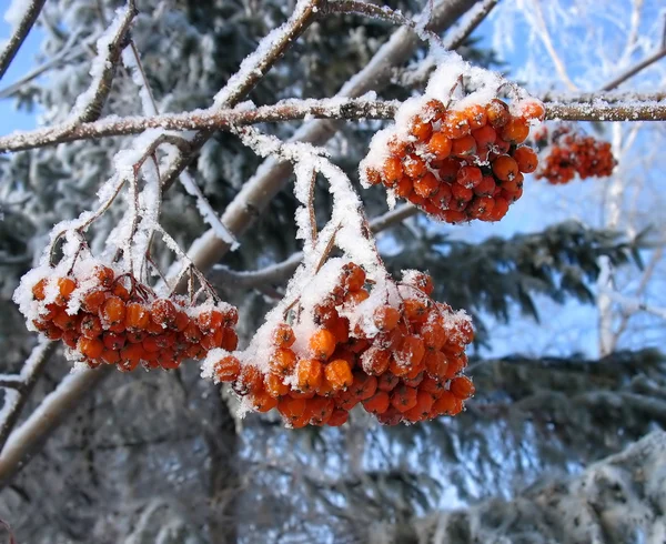 冰霜 ashberry 群mrazivý Jeřabina parta — Stock fotografie