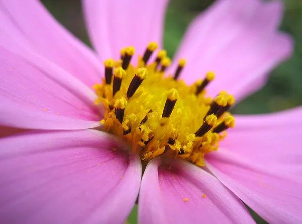 핑크 코스모스 stamens의 근접 촬영 — 스톡 사진