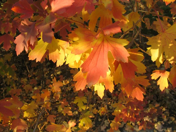 秋季背景-黄色和红色叶子 — 图库照片