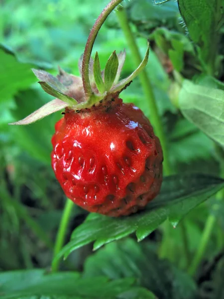 Strawberry terhadap daun hijau — Stok Foto