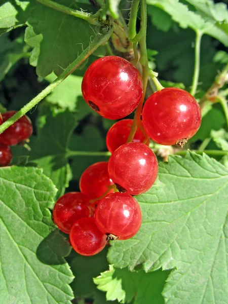 Röda vinbär kvist på busken — Stockfoto