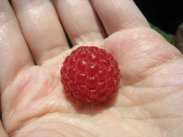여자의 손바닥에 딸기 — 스톡 사진
