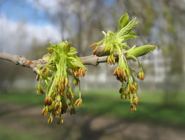 Bahar. akçaağaç çiçeği — Stok fotoğraf