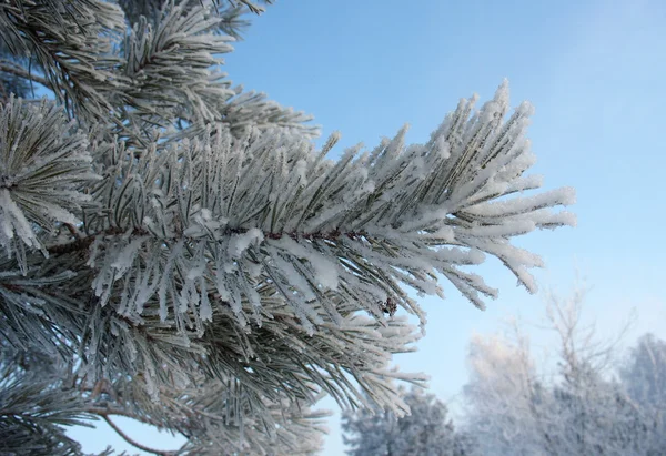 Frostiga pine twig — Stockfoto