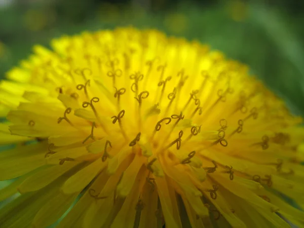 Spring background-dandelion stamens — Stock Photo, Image