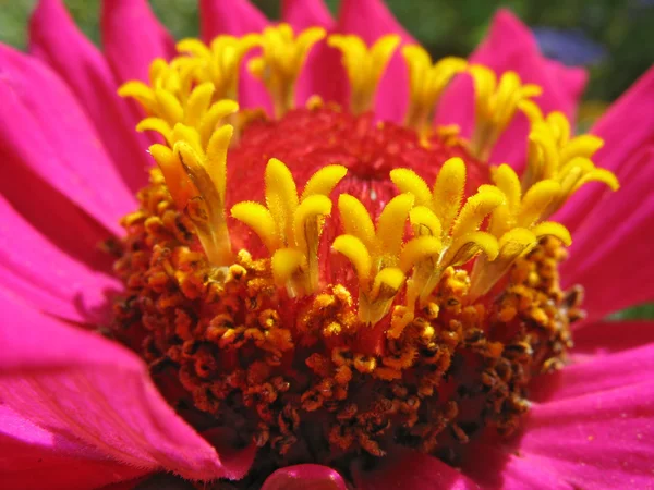 Close up of pink zinnia stamens — Stock Photo, Image