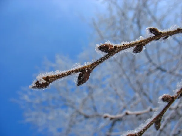 Frostiga kvist med knoppar — Stockfoto