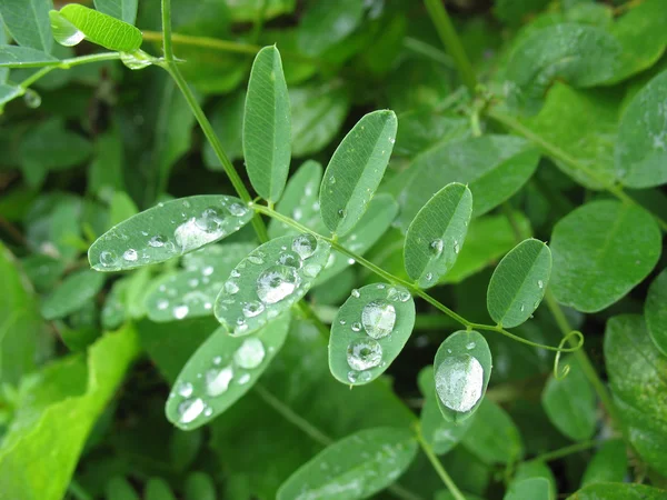 Blad med regndroppar. naturliga bakgrund — Stockfoto