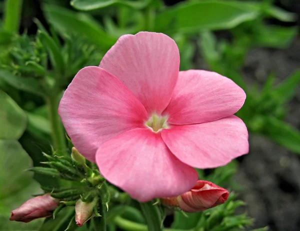 Rosa Phlox-Blüte. Nahaufnahme — Stockfoto