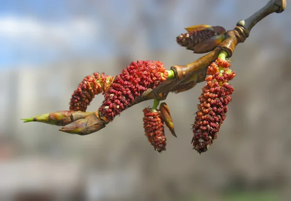 Close-up of red poplar catkins — Stock Photo, Image
