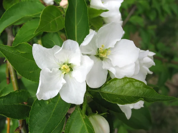 Closeup of apple-tree flowers — Stock Photo, Image