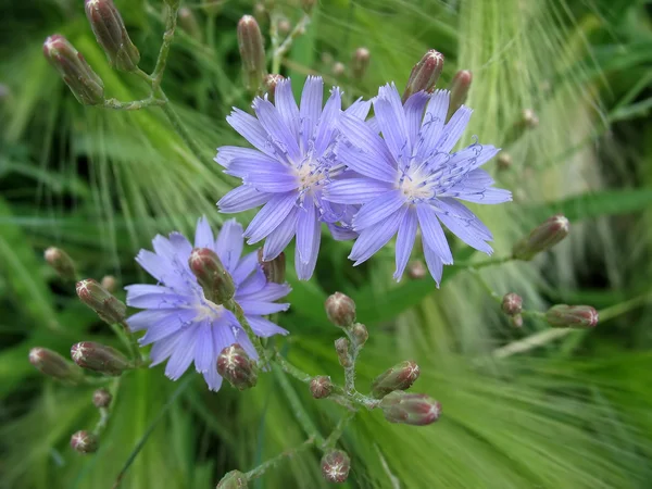 Trois fleurs de laitue bleue (Lactuca tatarica ) — Photo