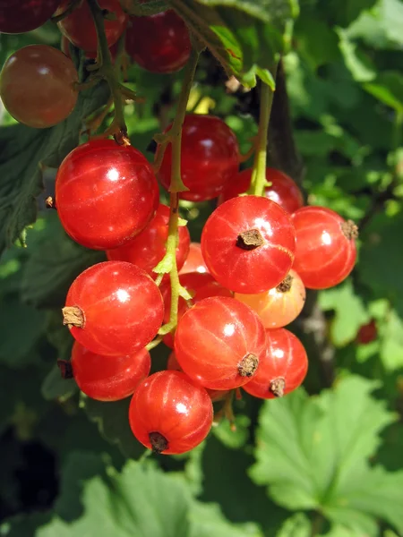 Röda vinbär twig mot på en buske — Stockfoto