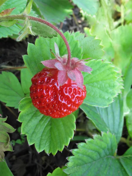 Strawberry against green leaves — Stock Photo, Image