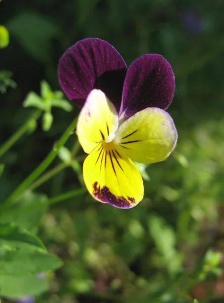 Violett och gult pansy. närbild — Stockfoto