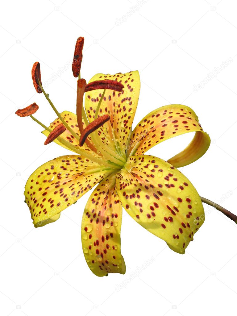 Yellow tiger lily in raindrops isolated on white