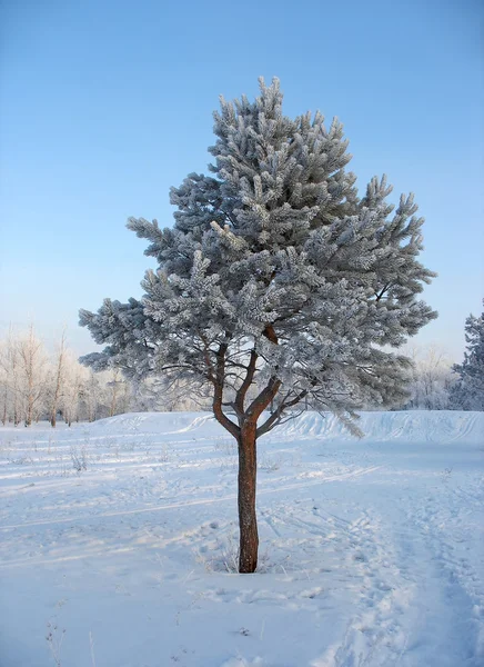 Frosty eenzaam pijnboom — Stockfoto