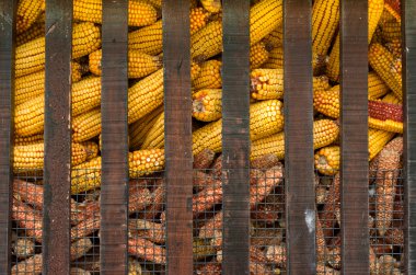 A cage full of yellow corn clipart