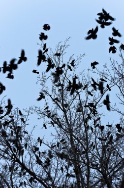 Crows flying and sitting on tree clipart