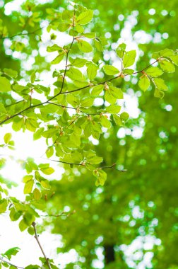 Beams of the sun shining trough leaves with green background clipart