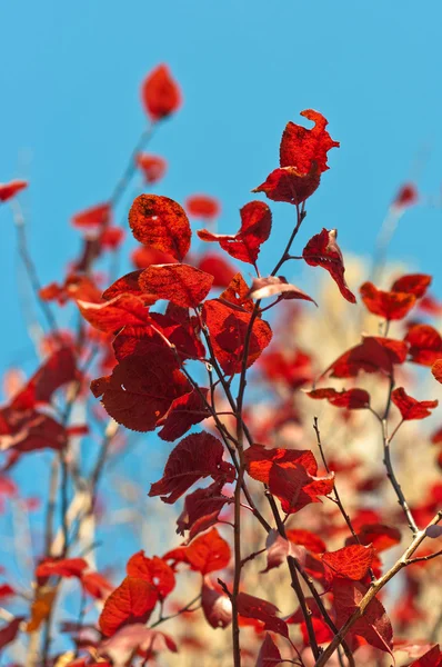 Herbstliche rote Blätter — Stockfoto